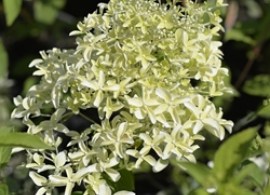 paniculata dentelles de goron mini